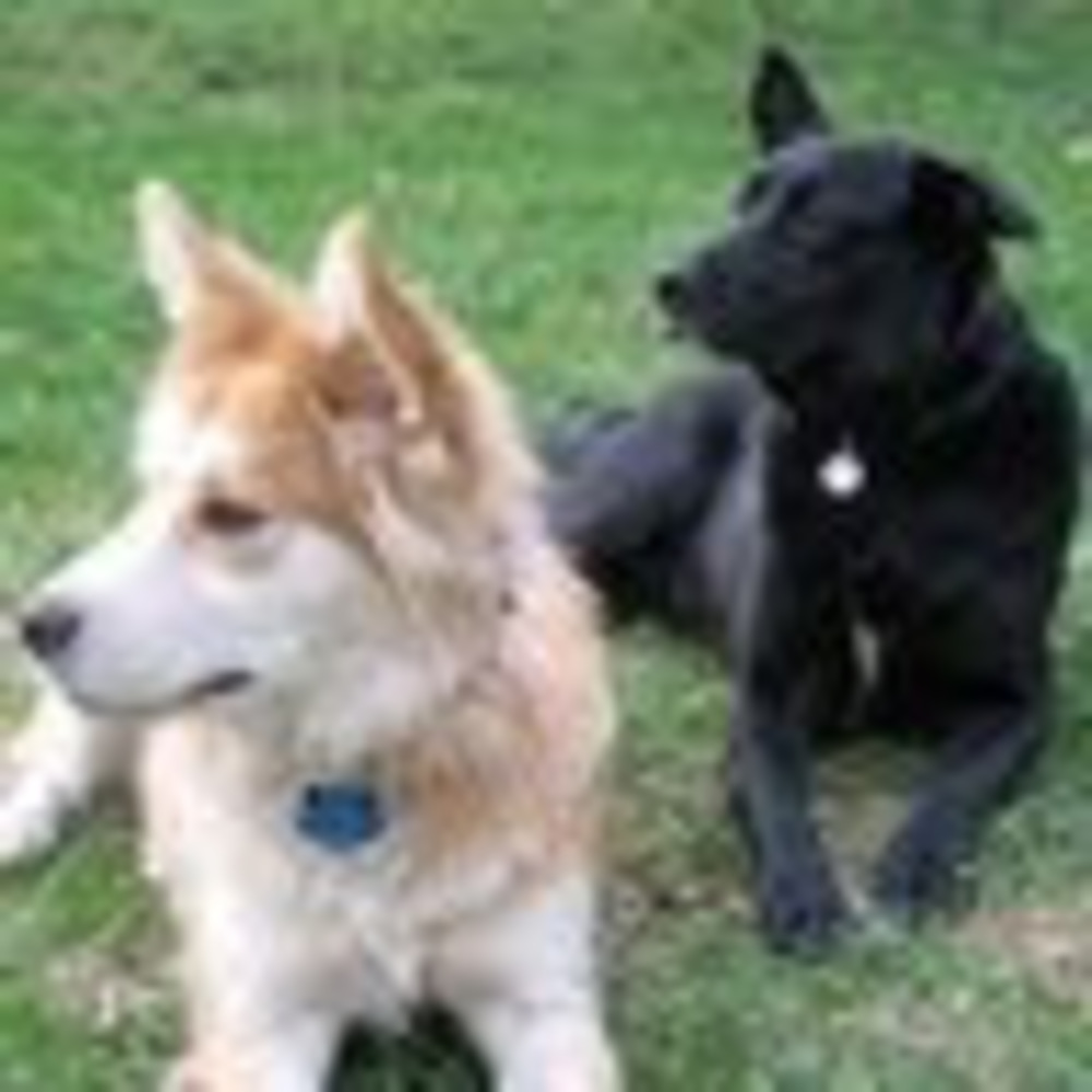 Meet your Posher, Joy